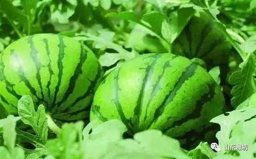 吃瓜爆料反差山东,反差萌的山东风情