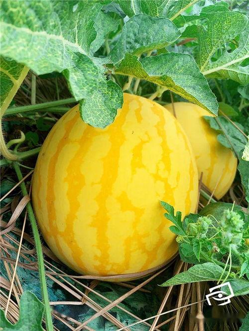 各地吃瓜网,揭秘网络热议背后的真实故事