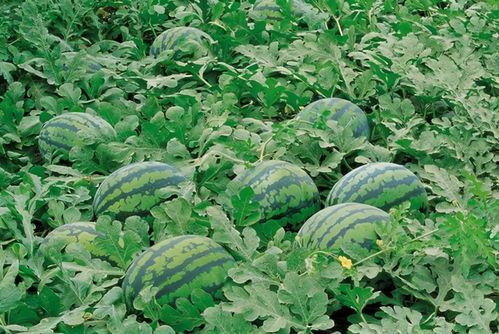 济宁网红吃瓜群微信