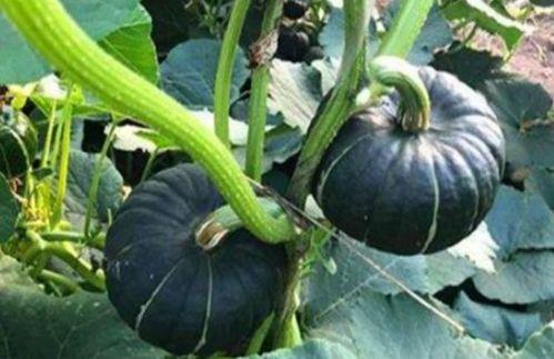 宁波余姚女网红吃瓜,揭秘网络舆论背后的真相